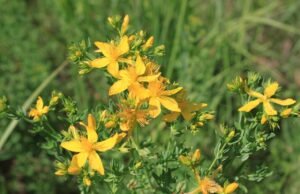 Kantarion, za rane, želudac, kamen u bubregu +recept za kantarionovo ulje