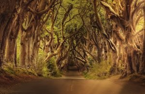 Gavez će vas oslobotiti bolova i ubrzaće zarastanje rana