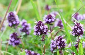 Majčina dušica, lekovita svojstva i upotreba