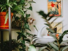 biljke-prostorija-macka